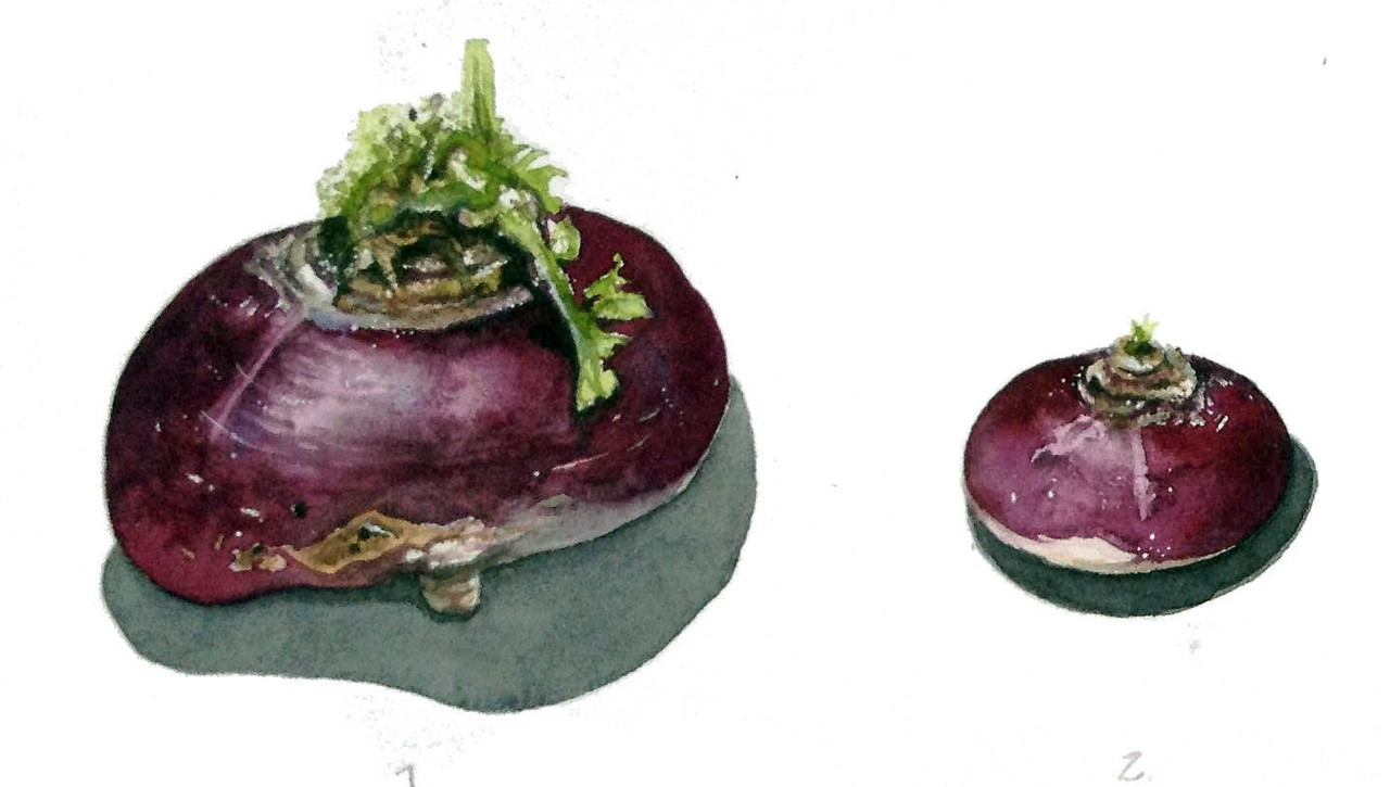 La rapa (Brassica rapa rapa)