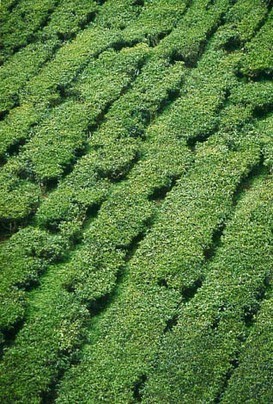 Camellia sinensis