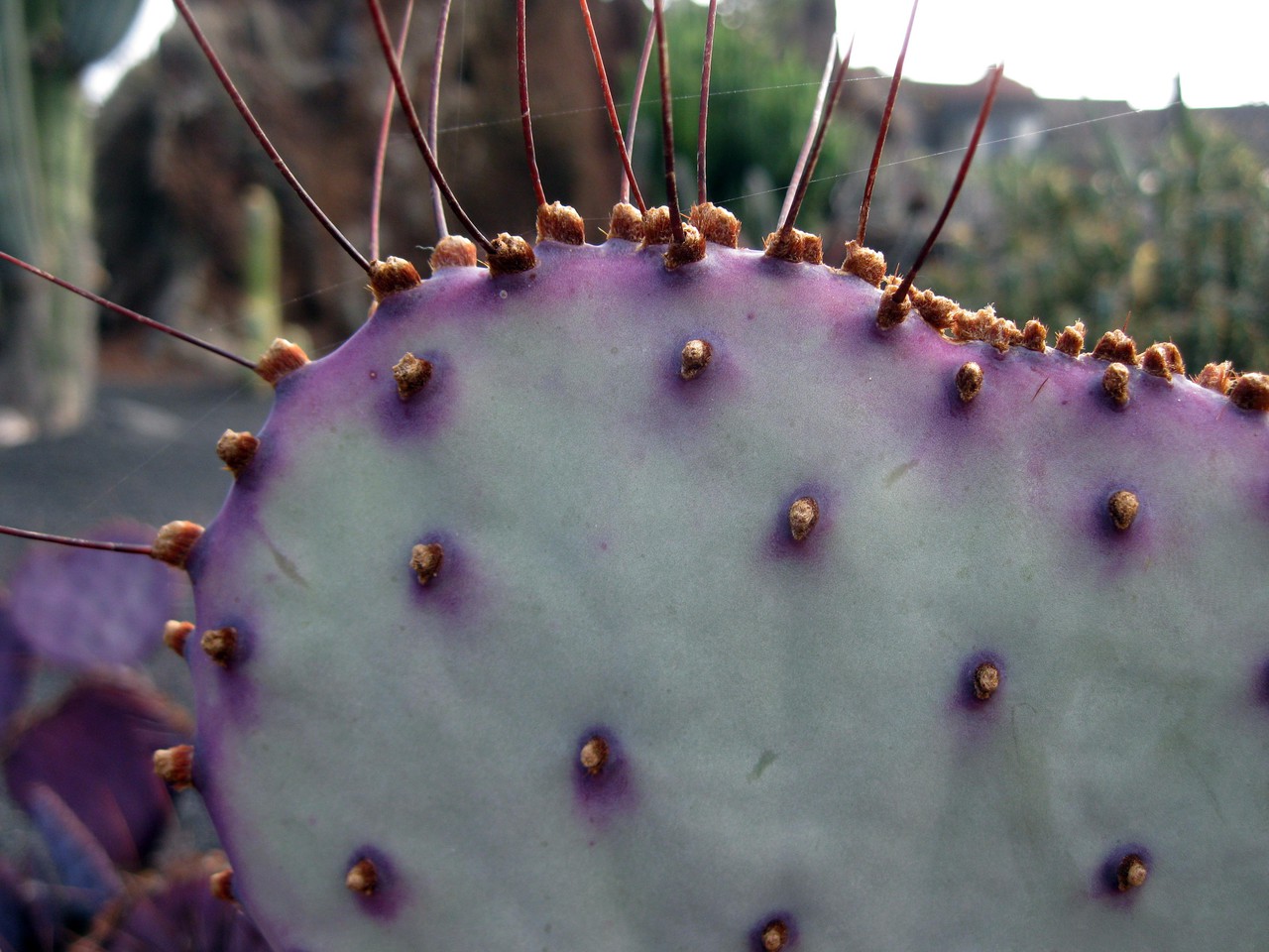 Opuntia!