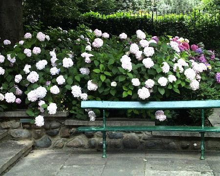 Giardino in ombra a Torino
