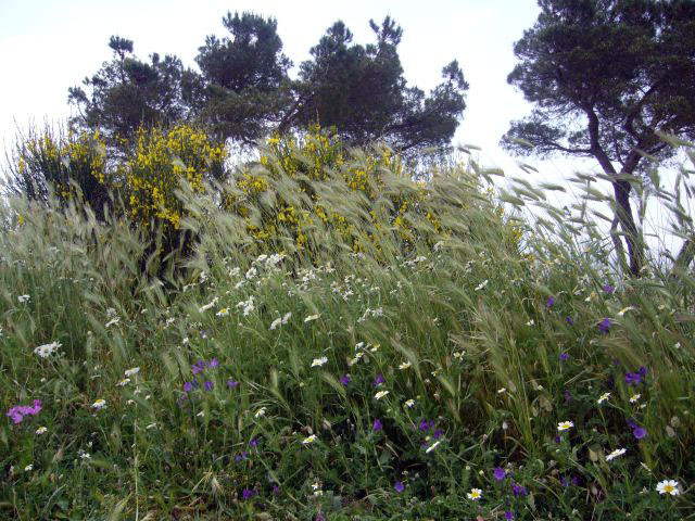 Murgia!