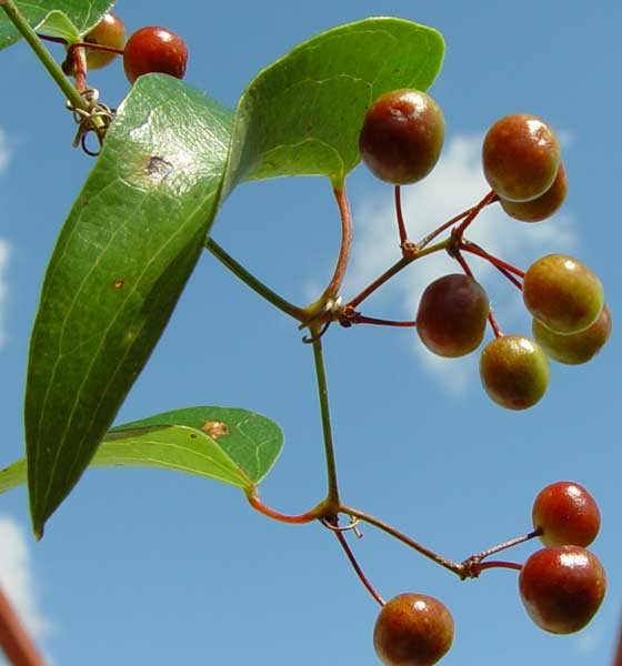 Smilax aspera