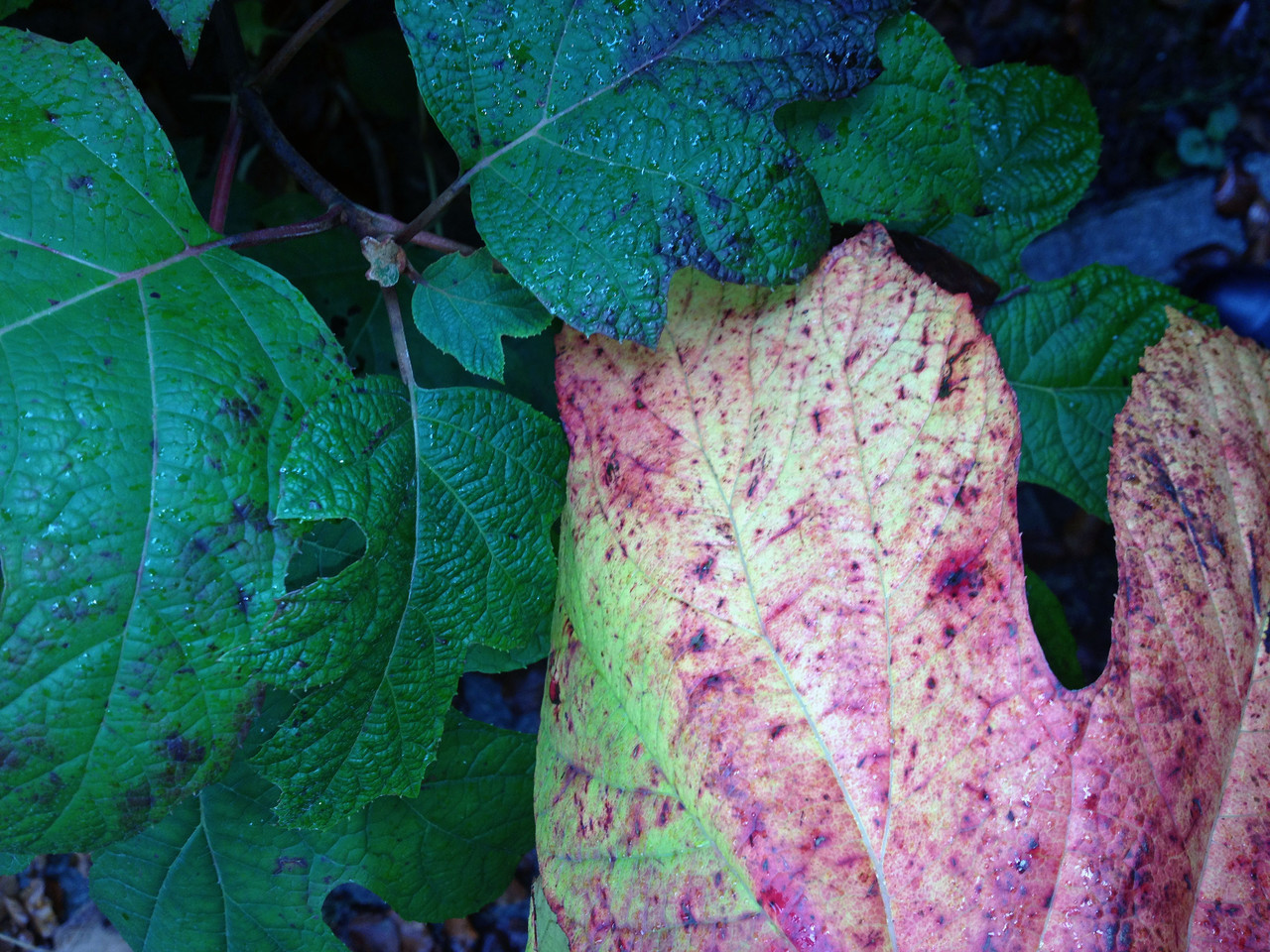 I giardini d'ottobre