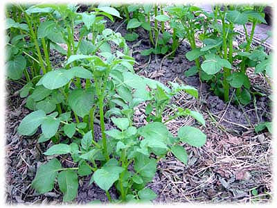 Solanum tuberosum