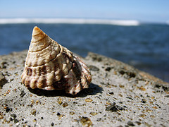 La conchiglia