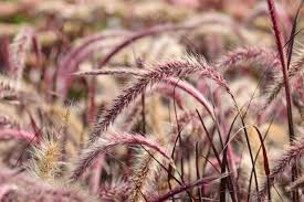 Pennisetum che passione