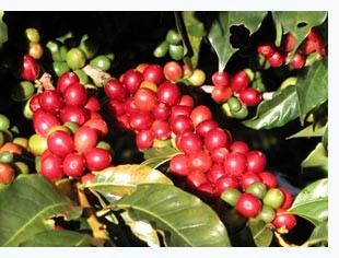 Coffea arabica