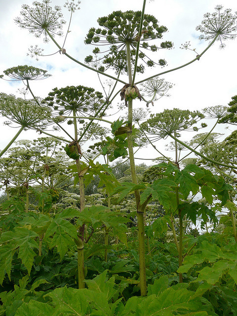Panace di Mantegazzi (Heracleum mantegazzianum)