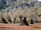 Il Giardino della Kolymbetra