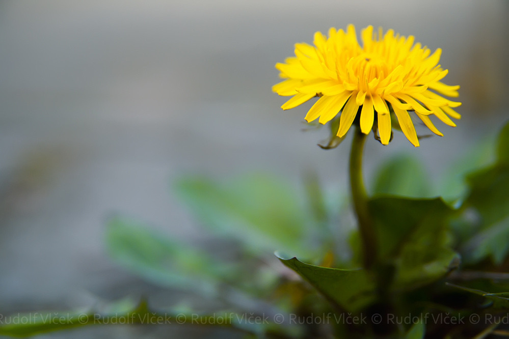 Taraxacum officinalis