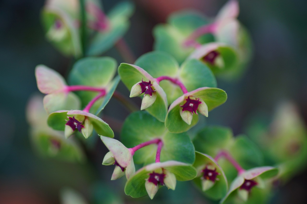 Euphorbia characias, una pianta di carattere.