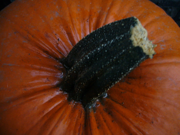 la zucca