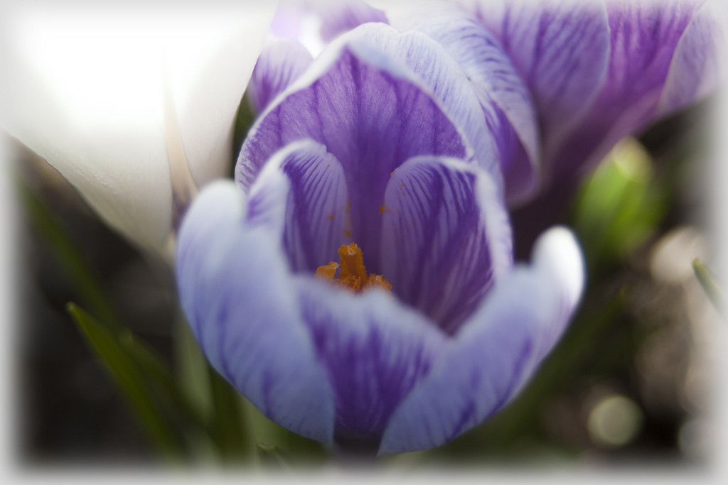 Crocus e zafferano