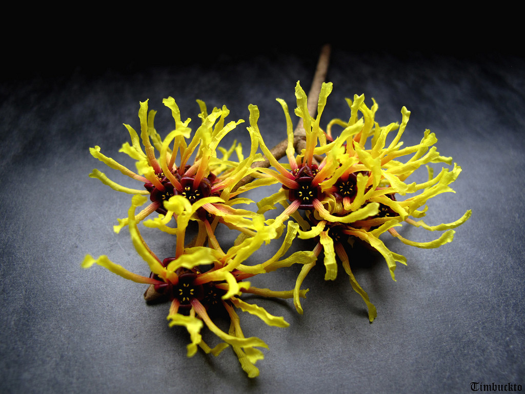 Hamamelis virginiana