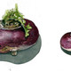 La rapa (Brassica rapa rapa)