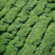 Camellia sinensis