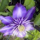 Giardini 2014: nuovi e un po' rifatti...