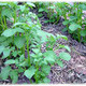 Solanum tuberosum