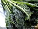 Il Cavolo Nero