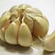 Allium sativum