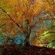Alberi
