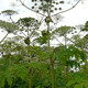 Panace di Mantegazzi (Heracleum mantegazzianum)