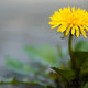 Taraxacum officinalis
