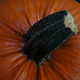 la zucca