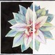 Piante e Fiori