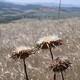 Triticum aestivum