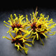 Hamamelis virginiana