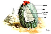 opuntia2 