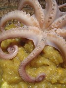 curry-di-lenticchie-rosse-con-polpo.jpg