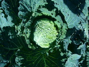 p1030218