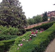 peonie2 