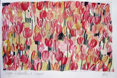 tulipa mix 28x20p