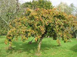 medlar mespilus germanica