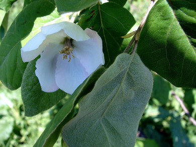 mespilus germanica
