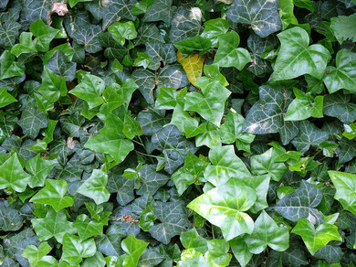 edera4