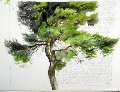 pinus halepensis