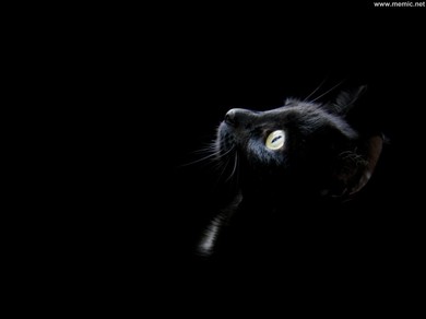gatto-nero
