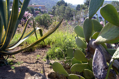 giglio_3