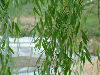 Salix babylonica3