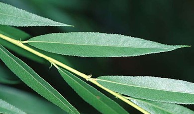 SalixBa3