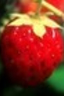 fragola1.jpg