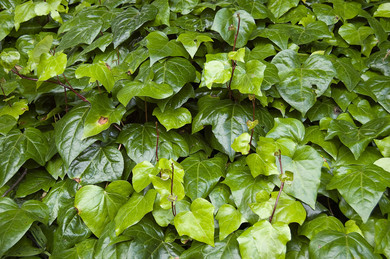 edera1