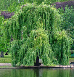 Salix babylonica  Weeping Willow Napoleons Willow Babylonian Willow
