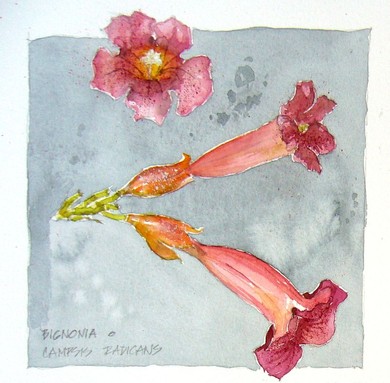 campsis radicans