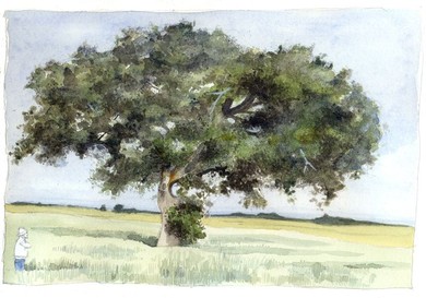 Quercus ilex