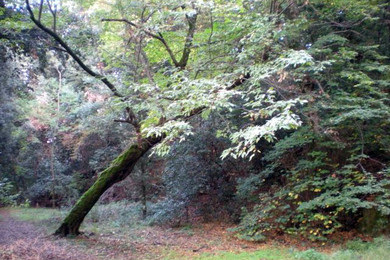 aldodrandini_albero